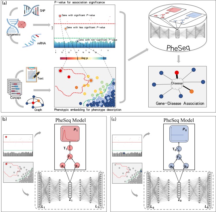 a General model input in PheSeq involves p-values for association significance in sequence analysis and phenotypic embeddings for phenotype description from texts or graphs. The associations with p-values are graphically depicted in a Manhattan-style plot. A threshold line with a strict criterion (red line) or a less strict criterion (green line) is then applied. Concurrently, a DL perception module learns the association description of gene-disease association from text or graph. Genes exhibiting significant association descriptions tend to aggregate in the top-left region of the semantic space, as shown in the fgure. Analogous patterns emerge in other scenarios. Finally, PheSeq learns the data distributions and performs data fusion for gene-disease associations. b/c Data fusion of association significance and phenotype description for a significant/non-significant gene-disease association by PheSeq. For each gene-disease association, two distinct types of observations, denoted as L for phenotypic embedding and P for p-value, are considered for data fusion. Both sets of observations are input into the PGM inference module, facilitating the learning of dependency relationships among them in conjunction with latent variables. The phenotypic embedding L is initially processed through the DL perception module for semantic training, generating high-quality embeddings denoted as Z. The latent variable T serves a pivotal role in synchronizing the phenotypic embedding data with the p-value data, the latter adhering to a beta distribution indicative of a predisposition toward“small-p-value.” In addition, another latent variable F functions as an association score, establishing connections among model parameters. Conceptually, the switch mechanism activates when both the association significance and phenotype description align, effectively bridging the above heterogeneous data modalities. Part c shows the converse situation, wherein the data indicate non-significance for the gene-disease association. In this case, a uniform distribution is employed to characterize the distribution of the p-value. The remaining configurations of the model remain consistent.
